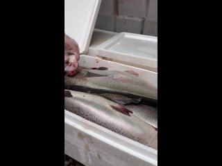 Икорная форель напрямую из Карелии🐟  ◽️Охлажденная / непотрашенная 
◽️Первой свежести
◽️Икорная..