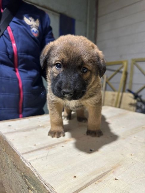 Всем доброго дня! 
На складе в Химках прибилась собака и родила 7 щенков. 🐶  Ищем добрые заботливые руки для..