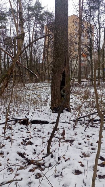 ХОТИМ ПАРК 🌲
Улица Орджоникидзе - ждём, чтобы облагородили, сделали парк. Очень много упавших деревьев,..