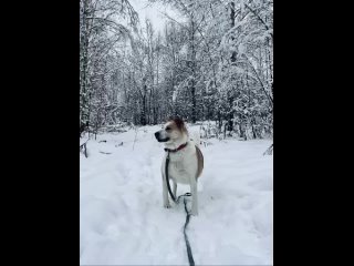 Всем привет! Меня зовут Александр. Я решил завести себе питомца, но пока не определился, кого выбрать. Может,..