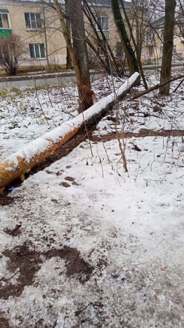 ХОТИМ ПАРК 🌲
Улица Орджоникидзе - ждём, чтобы облагородили, сделали парк. Очень много упавших деревьев,..