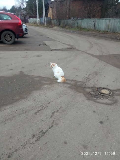 Бегает кот ,явно домашний 
Белый с рыжими пятнами пушистый, ласковый 
У м
Чайханы за РЭО, 25 школа
Сильно..