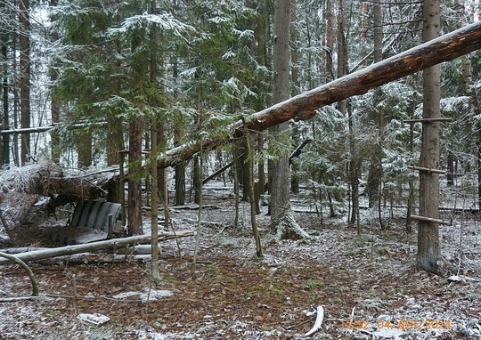 Парковский лес🌳 ❄️  📸Татьяна..