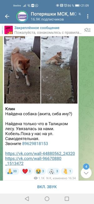 ‼️‼️‼️Срочно‼️‼️‼️
Убежала собака. Отзывается на имя Стив 
Песик очень добрый, не кусается и не..