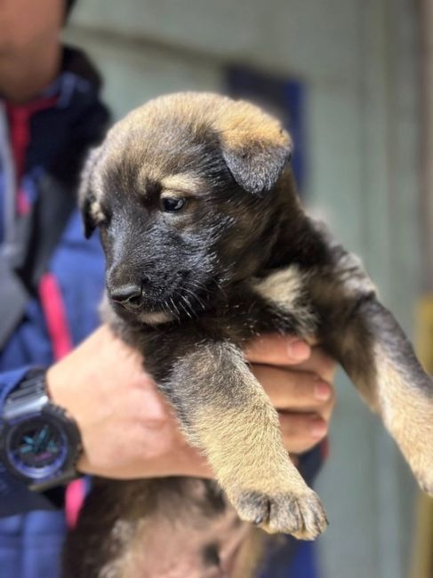 Всем доброго дня! 
На складе в Химках прибилась собака и родила 7 щенков. 🐶  Ищем добрые заботливые руки для..