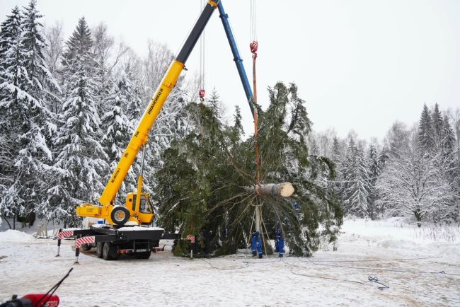 🌲 Главную новогоднюю елку страны спилили в Подмосковье.
Мероприятие прошло в торжественной обстановке. Не..