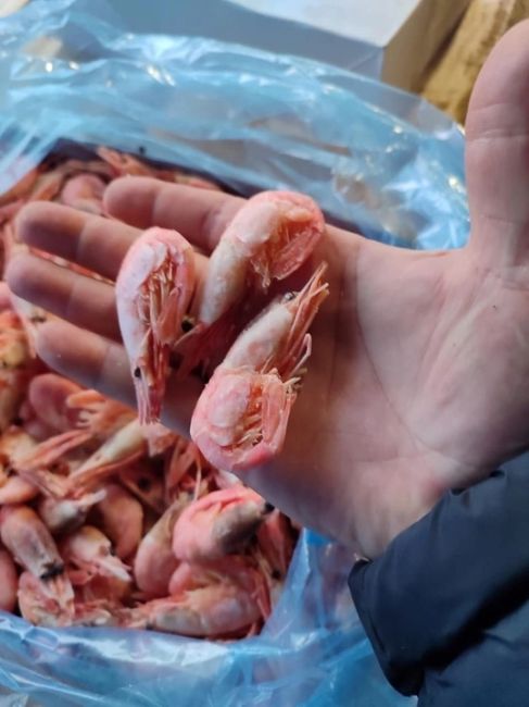 СВЕЖИЕ МОРЕПРОДУКТЫ 
напрямую от производителя🦐  ❄️Креветки сварены и подвергнуты сухой заморозке..