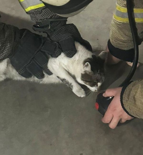 ‍Огнеборцы спасли двух кошек в ходе тушения пожара в Московской области  Огнеборцы Мособлпожспас спасли..