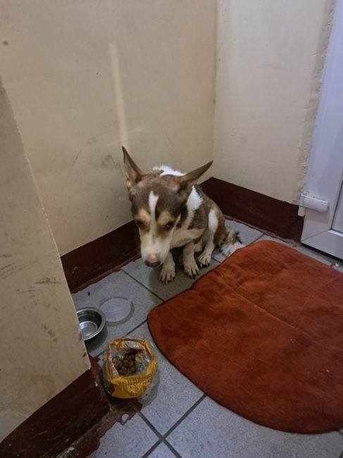 [https://vk.com/wall-30984094_2069237|Все мы очень переживали за судьбу этого парня] и случилось предновогоднее чудо, ему..