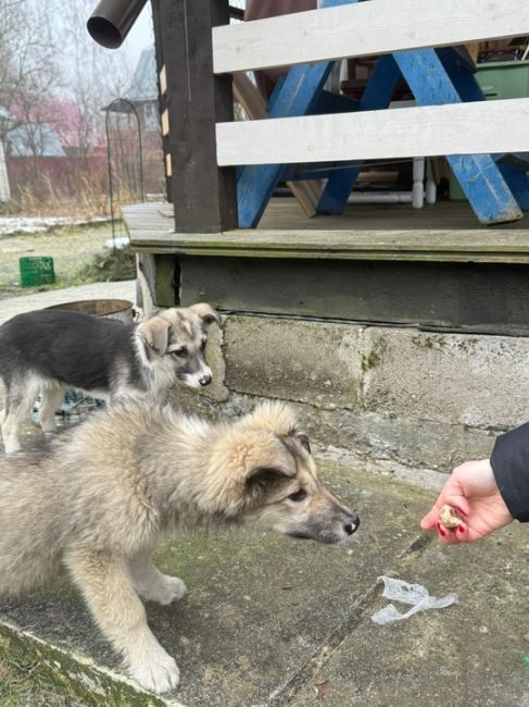 🆘🆘🆘СРОЧНО! МАЛЕНЬКИХ ЩЕНКОВ БРОСИЛИ УМИРАТЬ В СНТ 😭😭😭
СРОЧНО НУЖНА ПОМОЩЬ! 
Кто может приютить хотя бы..