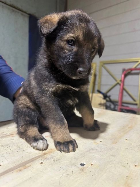 Всем доброго дня! 
На складе в Химках прибилась собака и родила 7 щенков. 🐶  Ищем добрые заботливые руки для..