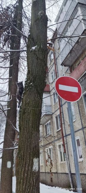 Здравствуйте! Найден котёнок, возьмите в добрые руки! 🙏 
Котёнок на дереве возле дома по адресу: 1-й..