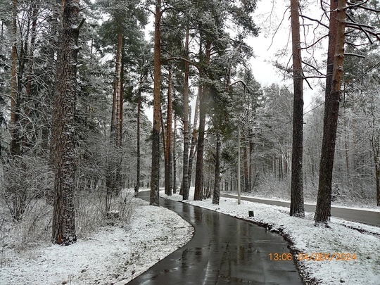 Парковский лес🌳 ❄️  📸Татьяна..