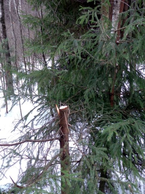 В ЛЕСАХ БАЛАШИХИ ПРОДОЛЖАЮТ ВАРВАРСКИ РУБИТЬ ЁЛОЧКИ 😒
— Срубили нашу елочку под самый корешок... теперь она..