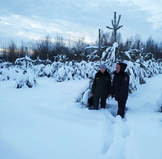 🌲🌲 В коломенских и озерских лесах продолжается операция «Ёлочка-2024»  Сотрудники Ступинского филиала ГКУ..