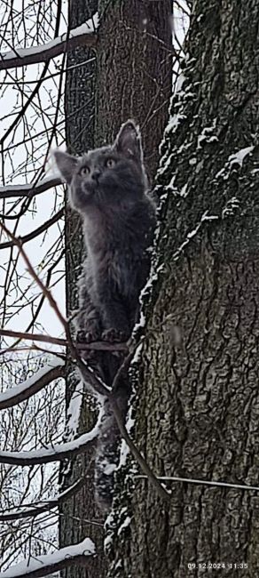 Здравствуйте! Найден котёнок, возьмите в добрые руки! 🙏 
Котёнок на дереве возле дома по адресу: 1-й..