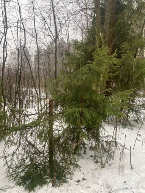 ЗА ОЗЕРОМ БАБОШКИНО СПИЛИВАЮТ ЕЛКИ! 🙁
Жители Балашихи, вы что делаете? Зачем спиливать молодые ёлочки в..