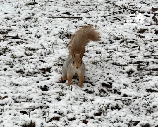 🐿️ Белочка из Тимоховского парка как и мы удивлена погодой в последнее время.  А вы успели насладиться..