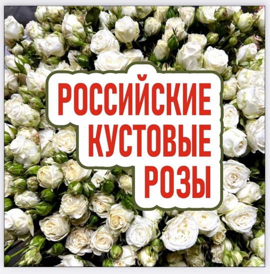 🌹🌸ЦВЕТОЧНЫЙ СКЛАД 🌸🌹🐦‍🔥ФЕНИКС 🐦‍🔥 ТЕПЕРЬ В ГОРОДЕ СЕРГИЕВ-ПОСАД !!!🌸 
❗️Открытие 15 января ❗️ 
..