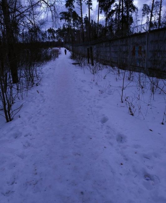 ВСТРЕЧА С КАБАНОМ 😱
Балашиха-3 (Остановка круг, Аллея и вся эта территория).  ⚠️Вчера 11.01 примерно около 20:00..