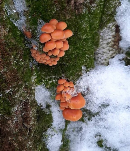 ВОТ ЭТО НАХОДКА 🍄
А вы знали, что на Новом Свете даже в январе можно наткнуться на настоящие зимние опята?..