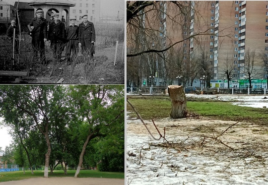 Лесоповал.
В 50-х годах прошлого века в нашем городе при школах были пришкольные участки. В 4-й школе на..