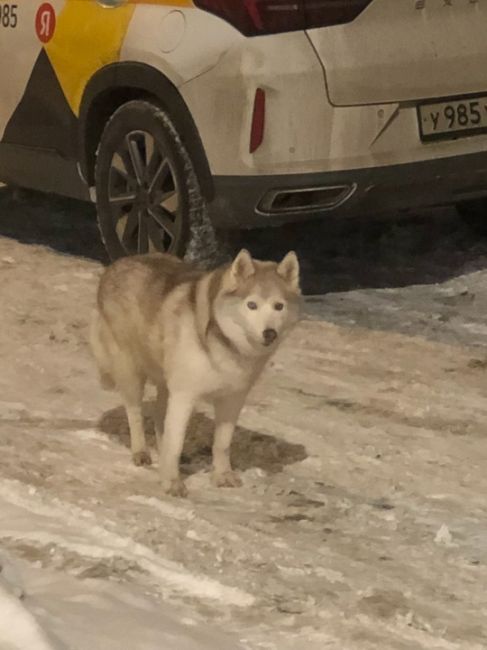 Кто потерял собаку? Ходит около Московского шоссе 27б. Видно, что домашняя с ошейником. К себе не подпускает..