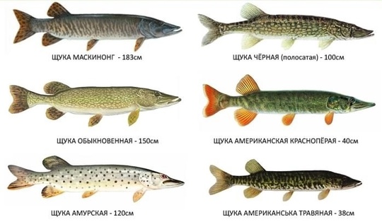 Иван Шеломанов  Курс эффективнейшей психотерапии и восстановления дешевного равновесия в кратчайшие..