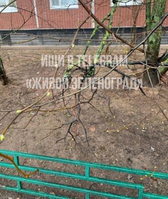 🌳В 14-м мкр аж почки набухли на деревьях от тепла  Вот и весна стучится  ТГК Живой..