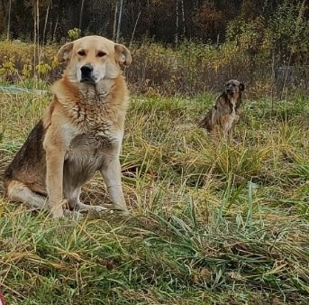 ПОСТ ДЛЯ ПОТЕРЯШЕК 🥰
Потеряли или нашли питомца? Напишите в комментах под постом:  ✏ Описание животного..