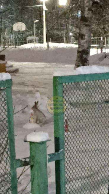 Опять зайцы выбегают в город 🐰  Данный ушастик был замечен в новогоднюю ночь на территории Интеграла на..