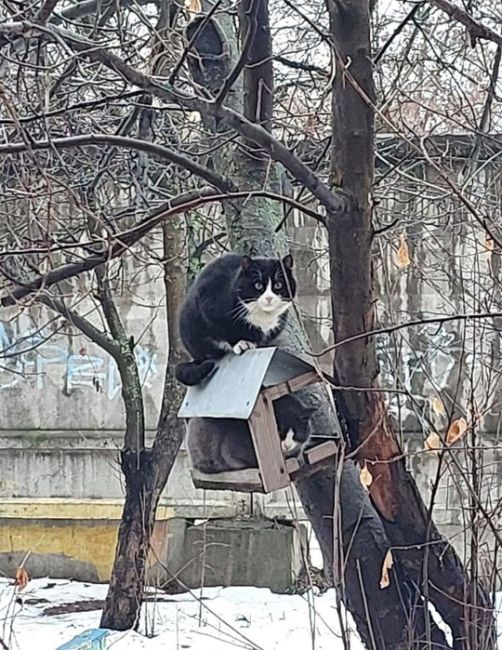 😁 Коты возвращаются в Подмосковье из тёплых краёв из-за..