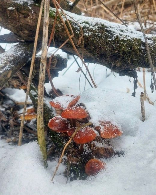 🍄‍🟫Грибники, подъём!  Погода радует такими неожиданными сюрпризами, что пора доставать свои любимые..