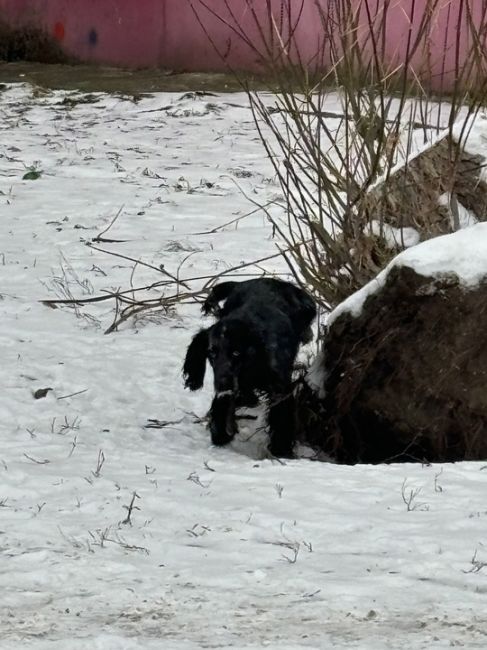 Бронницкая улица, 6
г. Раменское  Бегает пес , весь замерз 🥶.
Ошейник есть , еду не хочет брать …
Пугается..