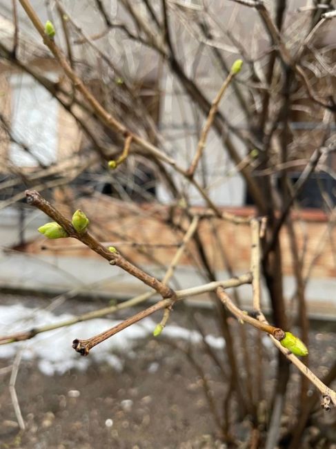 Такой вот нынче январь… Уже и почки на деревьях набухают 🌿  А ровно год назад, как на контрасте, в Химках..