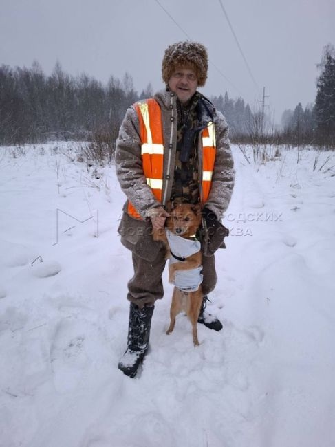 🐕В городе Зеленоград ветеринарные врачи спасли жизнь карельской лайке по имени Конди-Шаман. Пёс случайно..