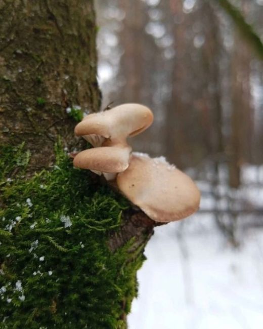 🍄‍🟫Грибники, подъём!  Погода радует такими неожиданными сюрпризами, что пора доставать свои любимые..