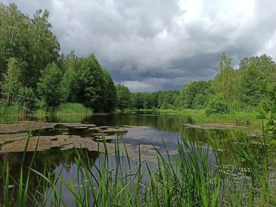 🌳🌱 Природный заказник в Коломне внесен в кадастр  Сведения о государственном природном заказнике..