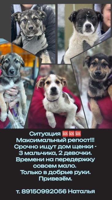 В Подмосковье запустили сервис по поиску питомцев 🐶  Сервис «Поиск домашних животных» доступен на главной..