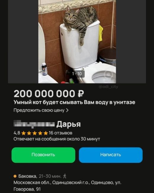 В Одинцово выставили на продажу умного кота, который будет смывать вам воду в унитазе 🚽  Чудо-лот..