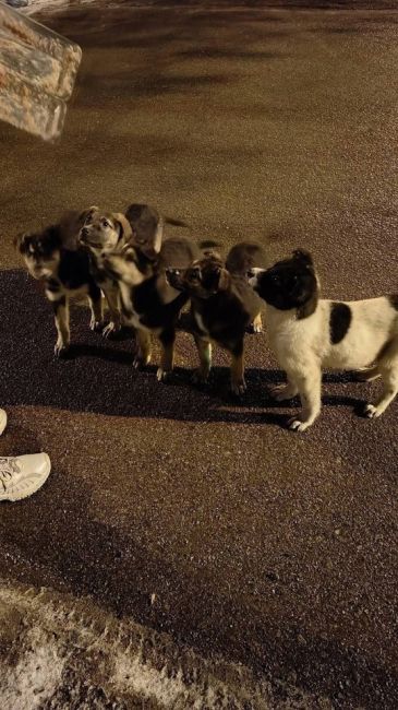 В Подмосковье запустили сервис по поиску питомцев 🐶  Сервис «Поиск домашних животных» доступен на главной..