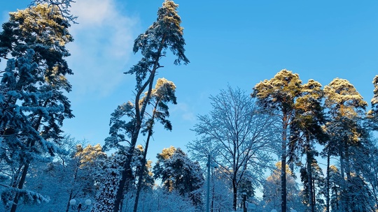 Зимняя сказка в Петрово-Дальнем❄️  📸 Скворцова..