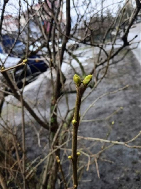 Такой вот нынче январь… Уже и почки на деревьях набухают 🌿  А ровно год назад, как на контрасте, в Химках..