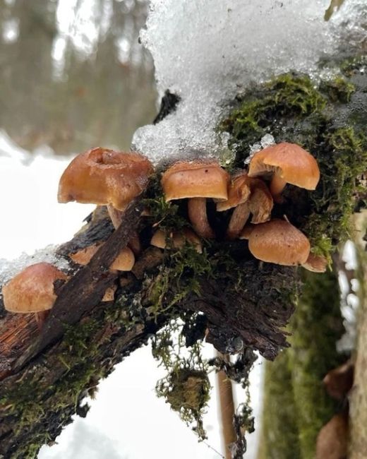 🍄‍🟫Грибники, подъём!  Погода радует такими неожиданными сюрпризами, что пора доставать свои любимые..