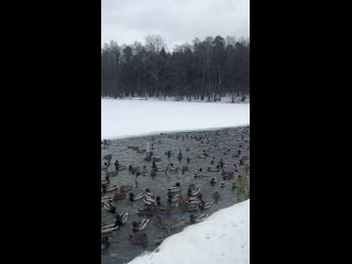 Хроники ЗаМосковья 
Многие мои близкие знают с каким трудом я выезжаю за пределы ЦАО города Москвы, для меня..