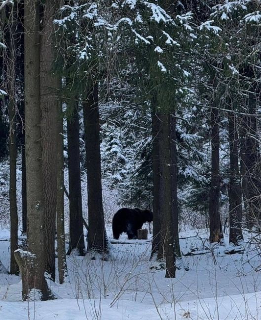 ❗️К северу-востоку от Химок замечены медведи  В лесах Московской области в районе Хотьково бродят медведи...