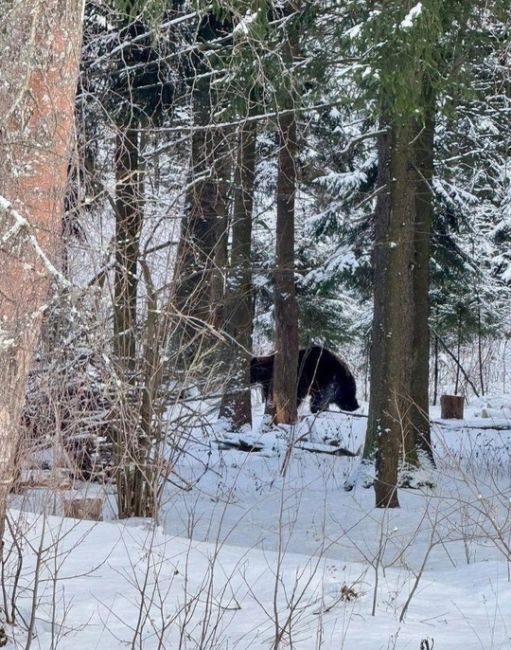 ❗️К северу-востоку от Химок замечены медведи  В лесах Московской области в районе Хотьково бродят медведи...