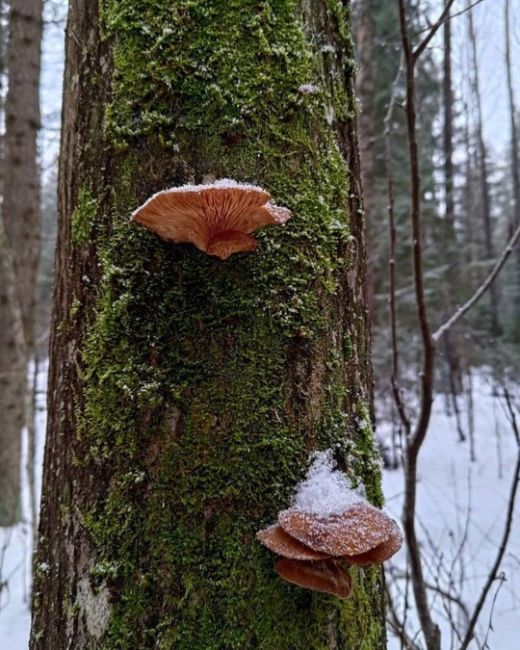 🍄‍🟫Грибники, подъём!  Погода радует такими неожиданными сюрпризами, что пора доставать свои любимые..