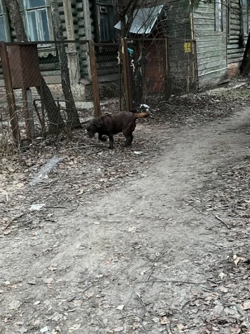 Кто потерял собаку, лабрадор, вроде девочка ? Гуляет по Раменскому. Видели на Красноармейской, сейчас на..