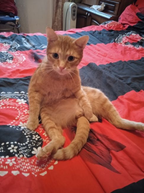 😁🐈 Россиянина оштрафуют за громкое мяуканье кота  Мужчина уехал на неделю и оставил своего кота..